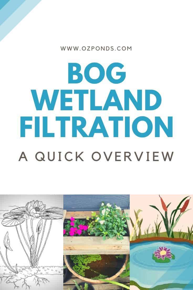 Bog-wetland-pond-overview-guide