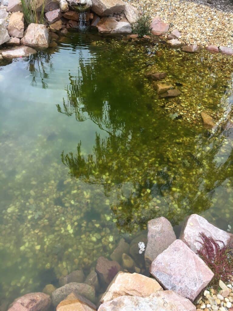 Green pond water