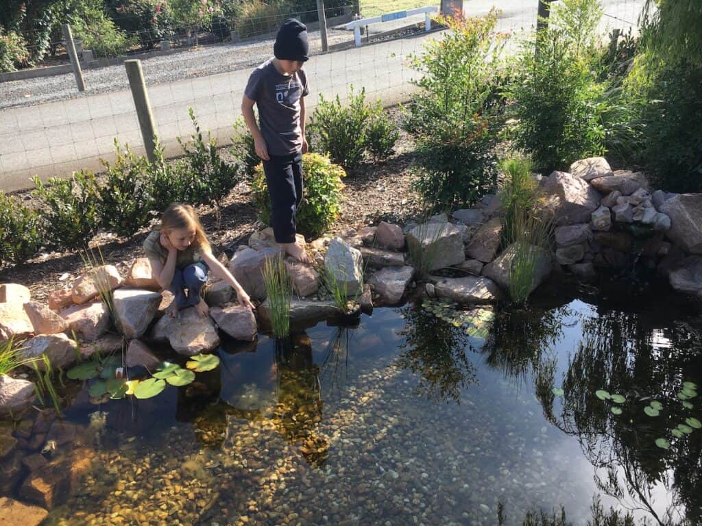 Crystal clear pond water