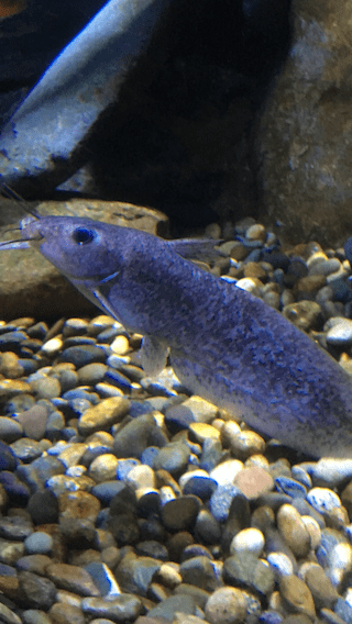 tandanus catfish