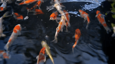 Pond fish