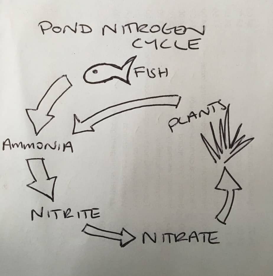 Pond nitrogen cycle