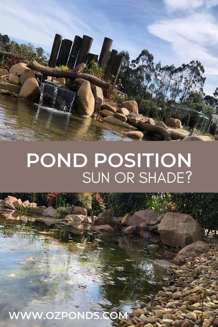 Pond position. Shade or Sun?