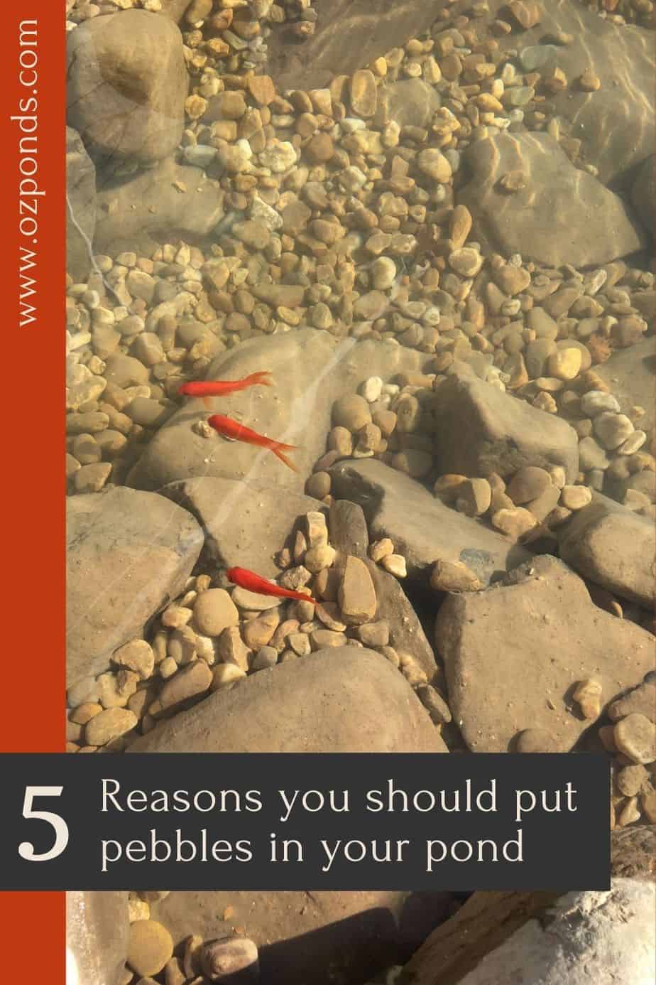 5 reasons you should add rocks and pebbles to your pond