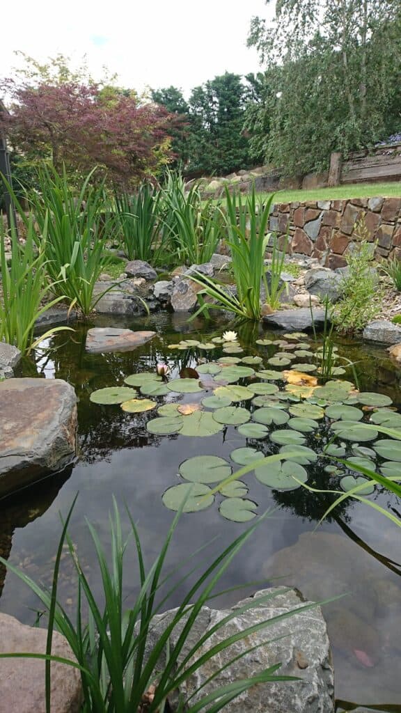 Ben harris-Donvale pond-Plants-Melboune