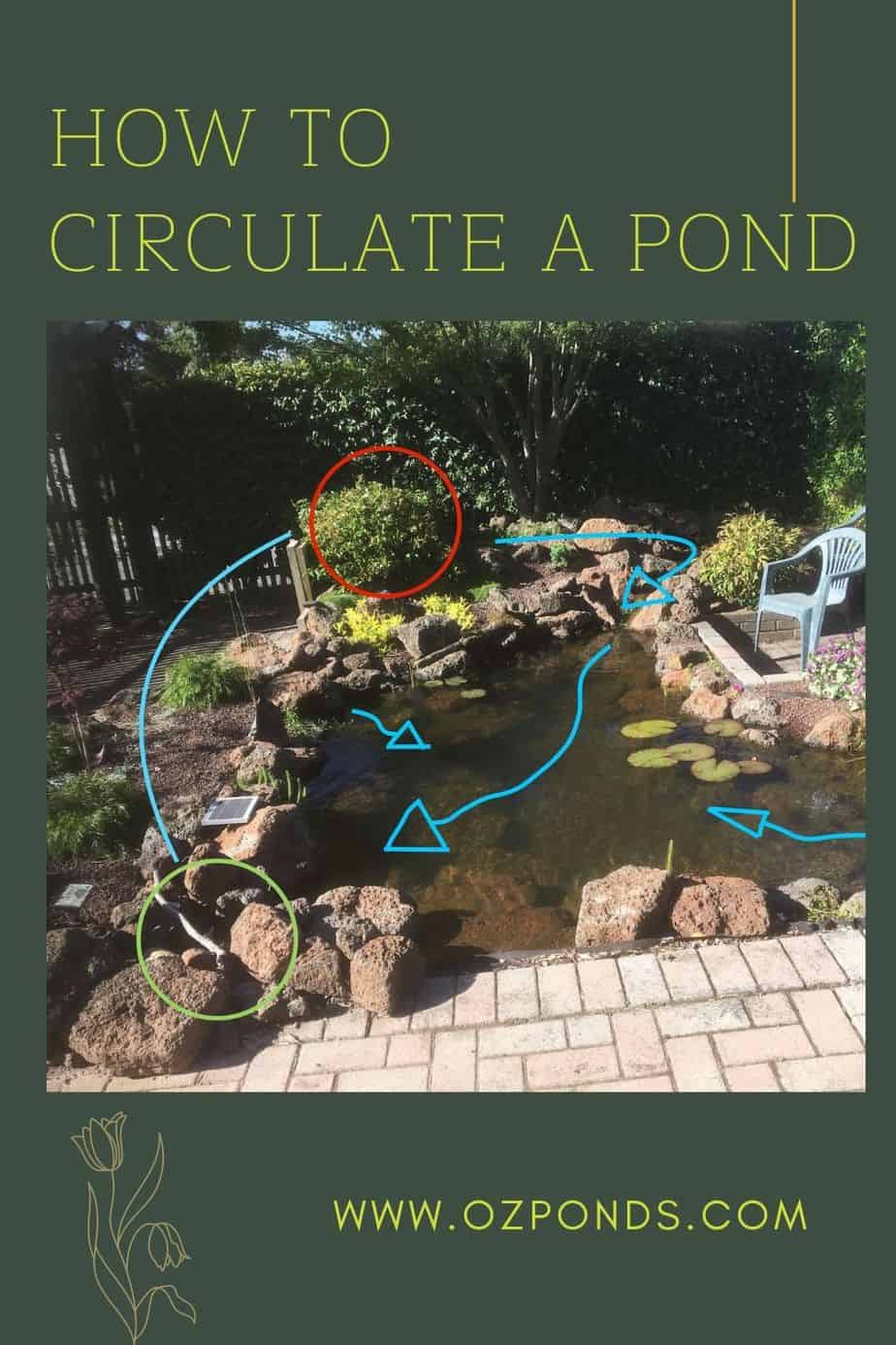 The picture below shows a pond ecosystem