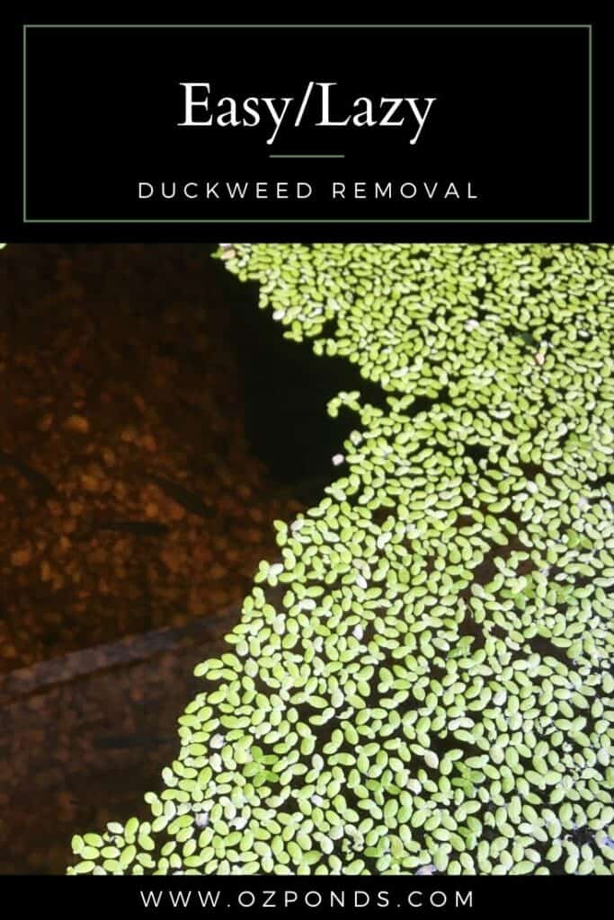 How to Get Rid of Pond Duckweed: Clear Waters Ahead!