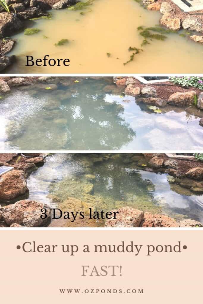Clear up a muddy pond fast