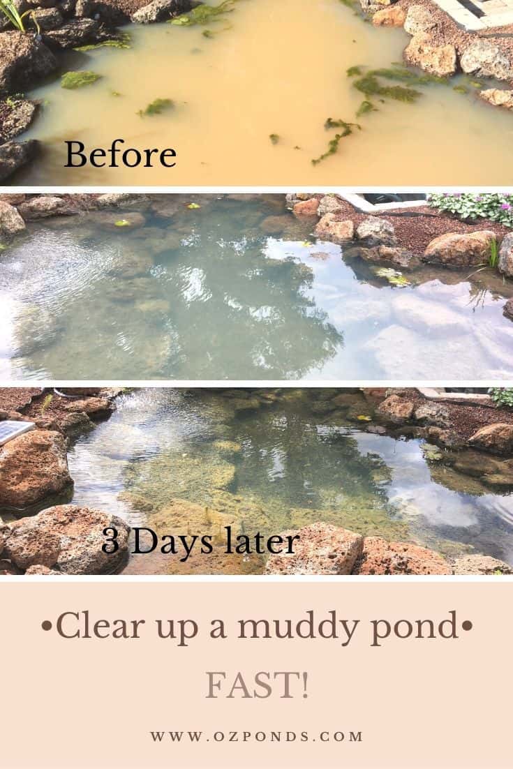 Clear a muddy pond fast