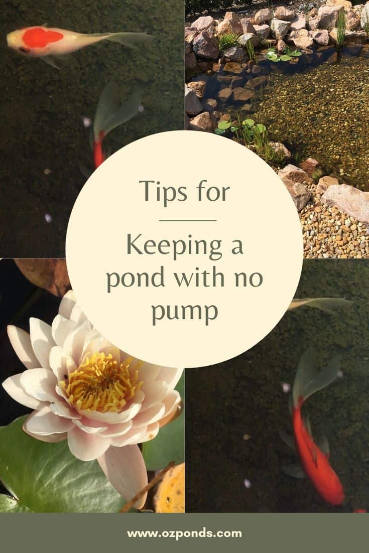Keeping-a-pond-with-no-pump-