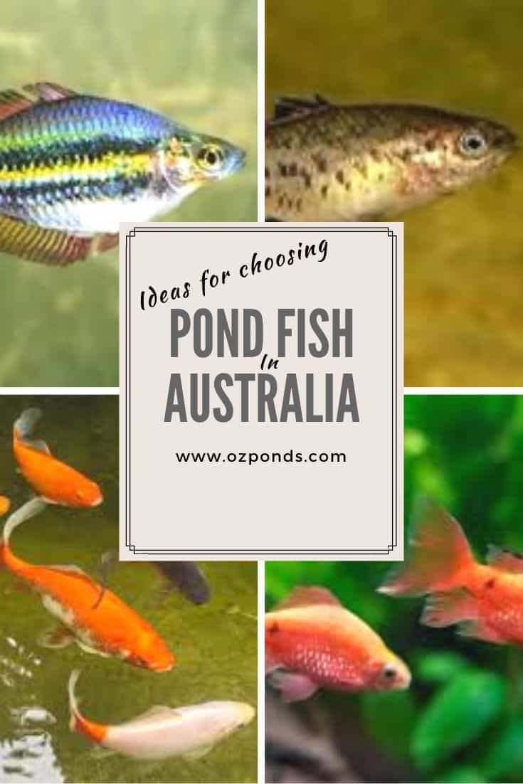 Pond fish ideas Australia