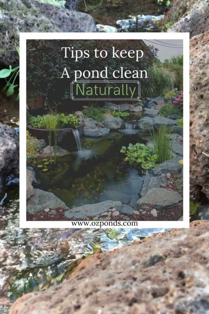 Tips-to-keep-a-pond-clean-naturally