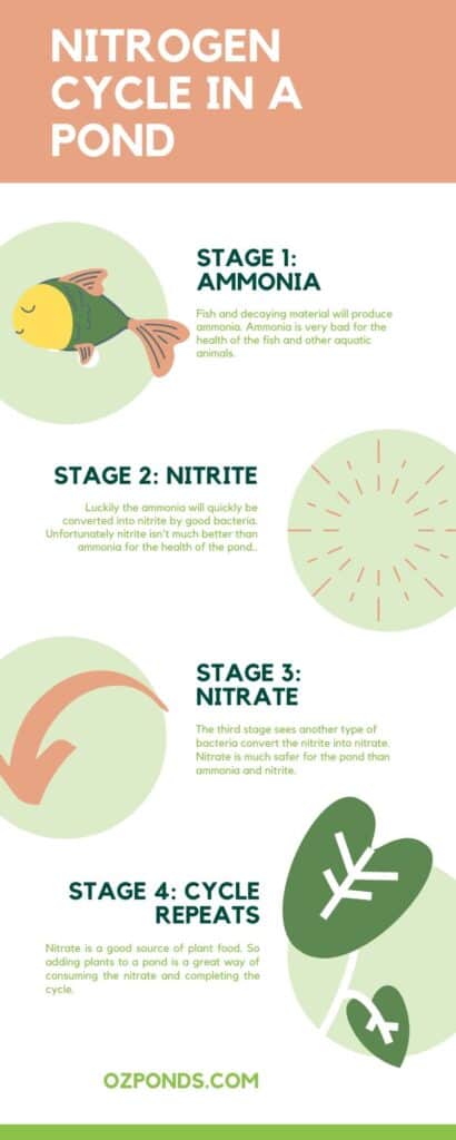 nitrogen-cycle-in-a-pond