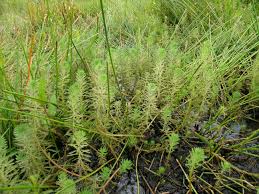 Twisted evergreen stems of the hardy marginal aquatic pond plant