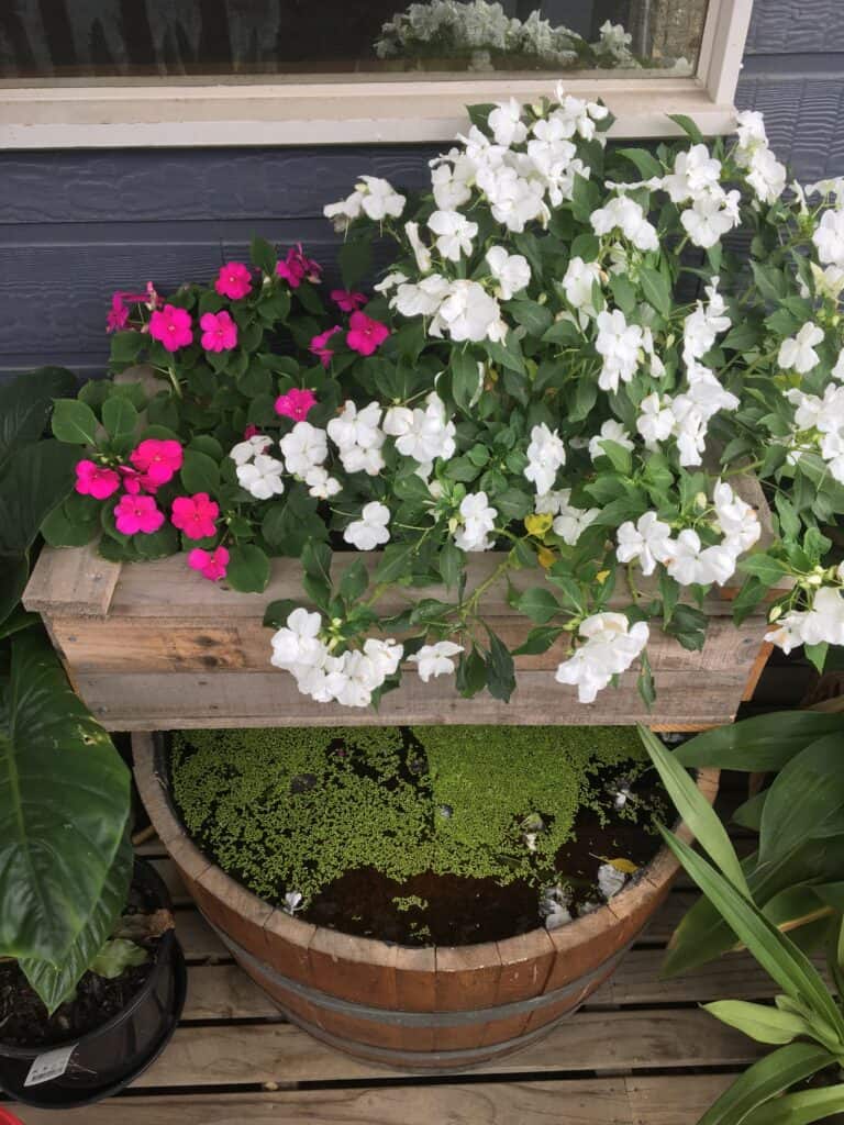 Plants growing in a DIY pond filter