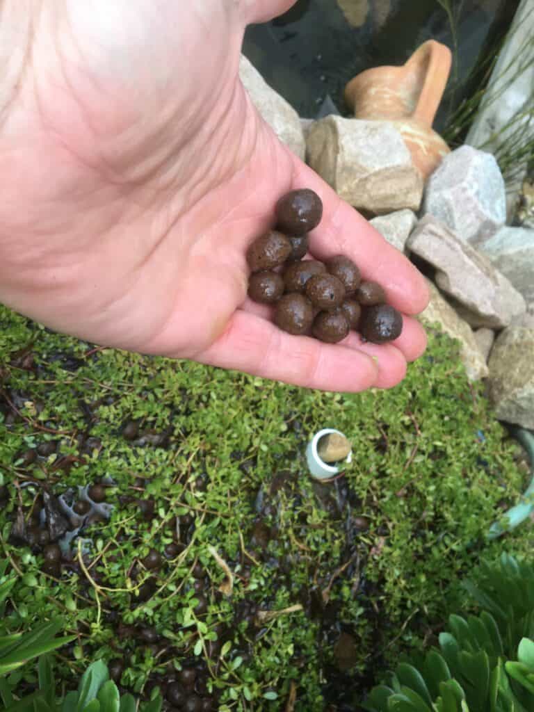 Clayballs in a DIY pond filter