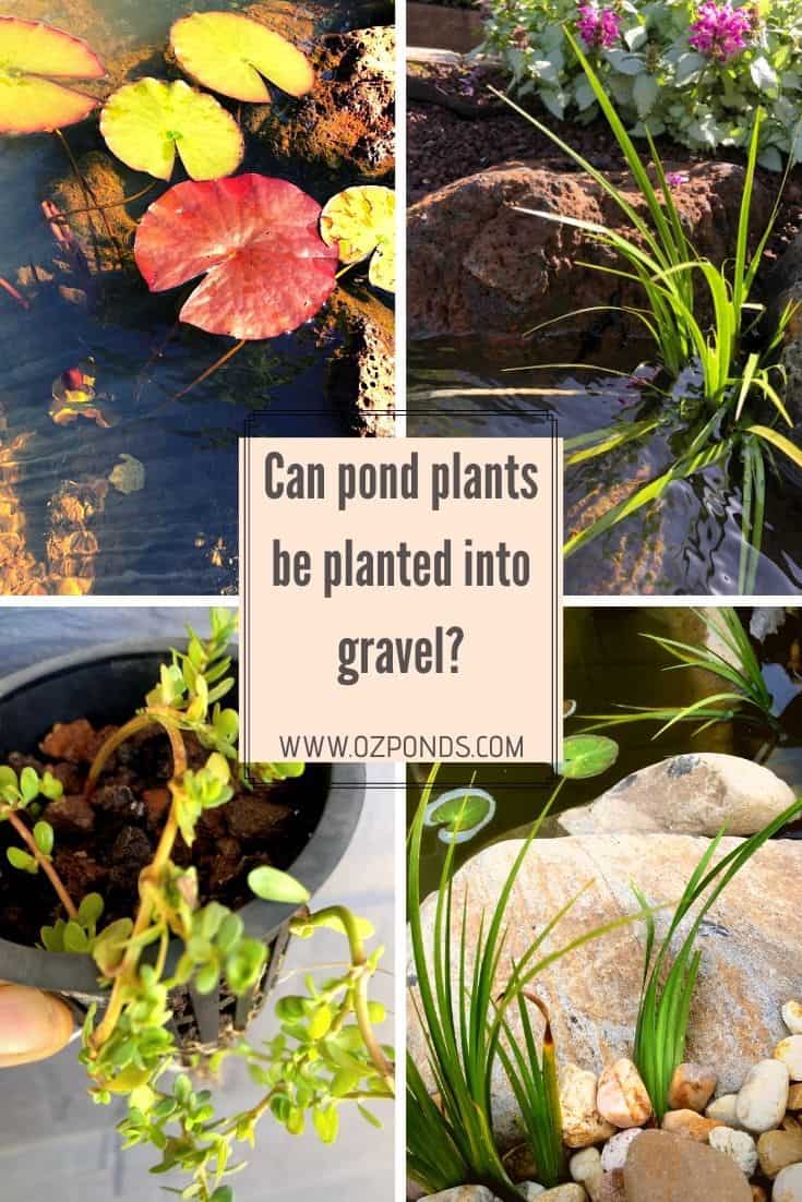 Can pond plants be planted into gravel?