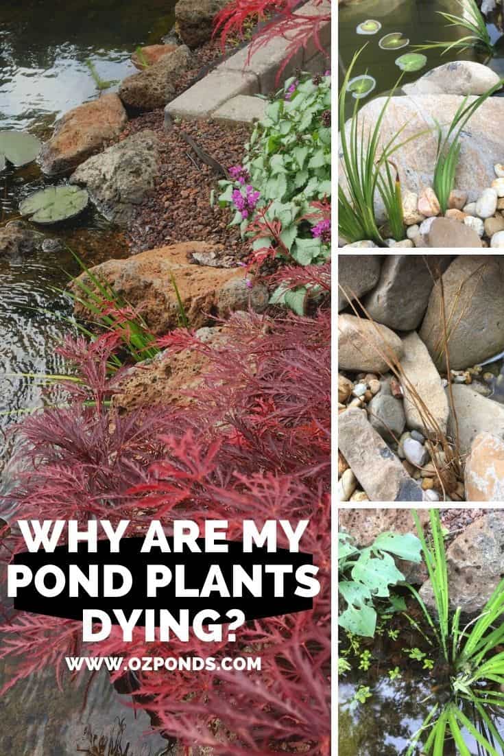 Why are my pond plants dying?