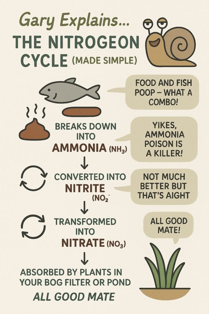 Nitrogen cycle in a pond
