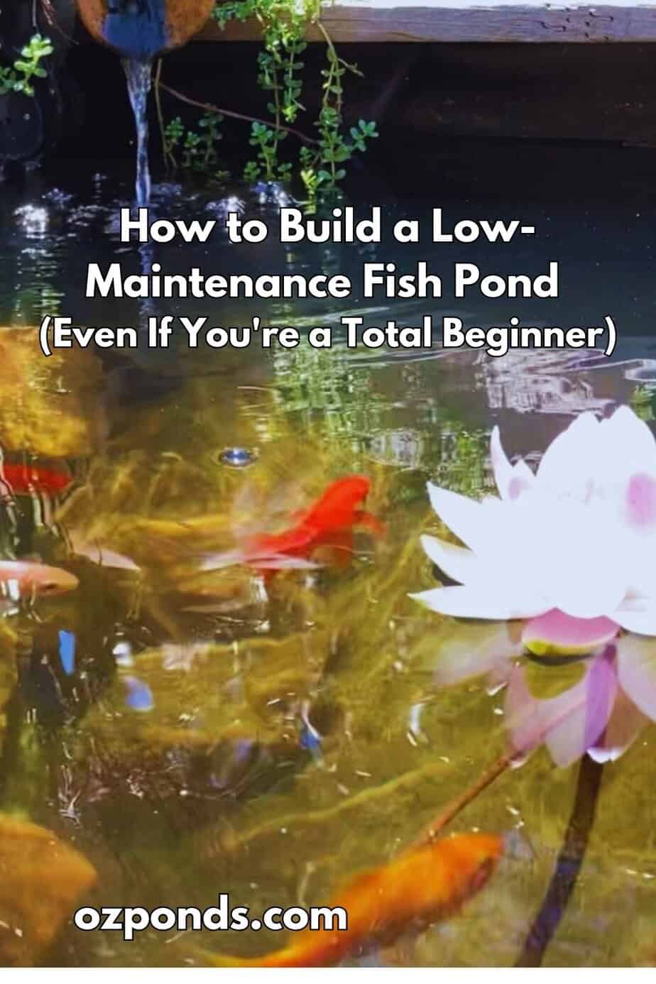 How to Build a Low-Maintenance Fish Pond (Even If You're a Total Beginner)