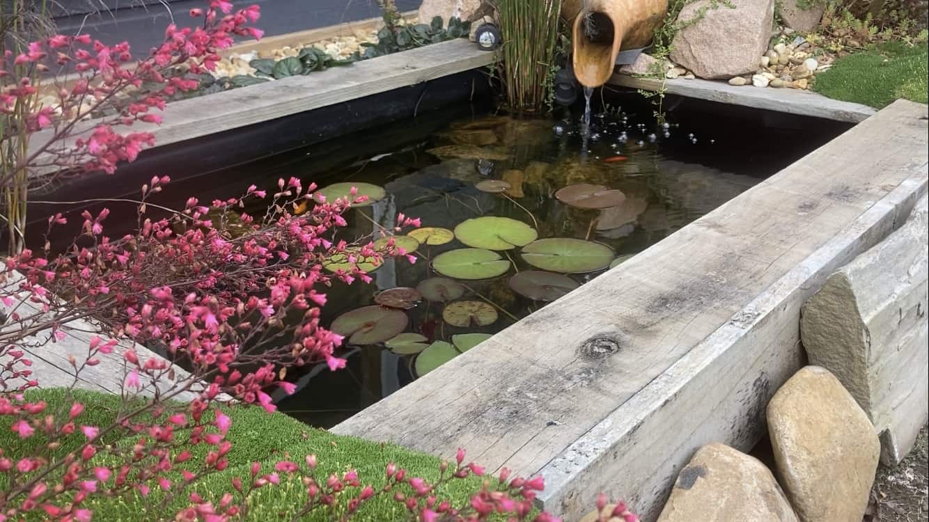 Fish Pond Basics Beginners Guide Ozponds