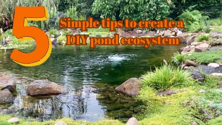 Creating A Thriving Pond Ecosystem On A Budget – Ozponds