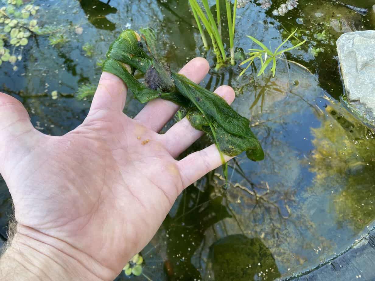 string-algae-blanketweed