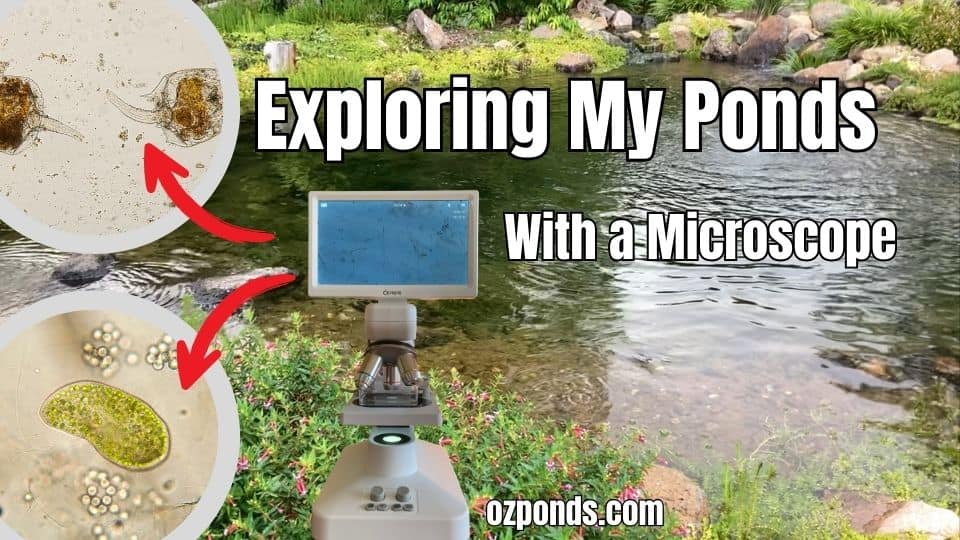 Exploring the Microscopic World of my DIY Pond Ecosystem