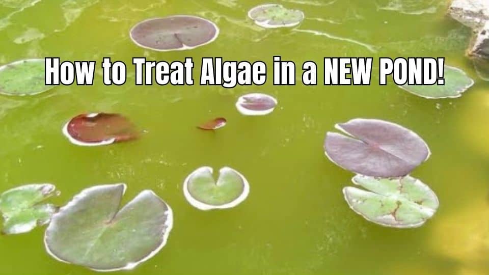 How to Treat Algae in a NEW POND- ozponds