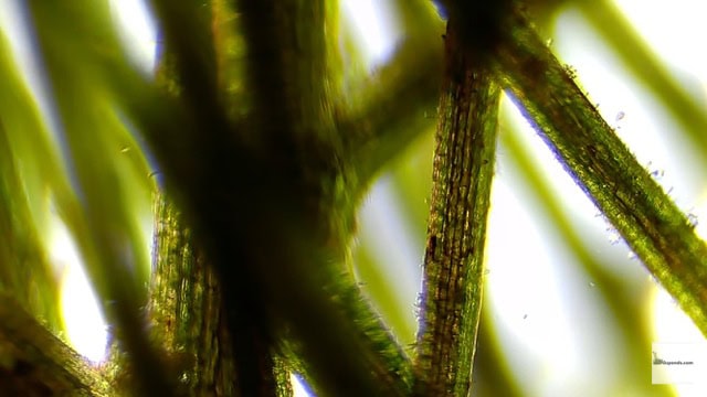 Pond life under the microscope-ozponds