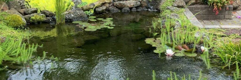 ozponds.com- Build and maintain a pond without spending a fortune