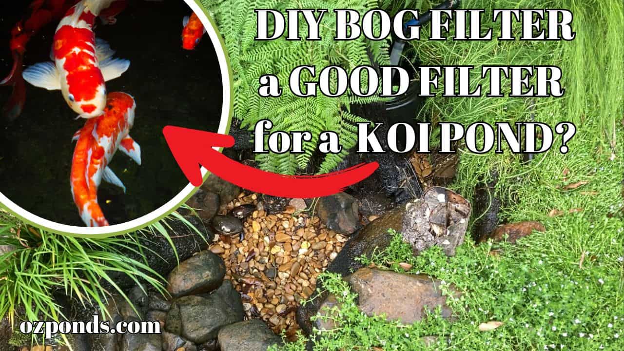 Is a DIY BOG FILTER a GOOD FILTER for a KOI POND