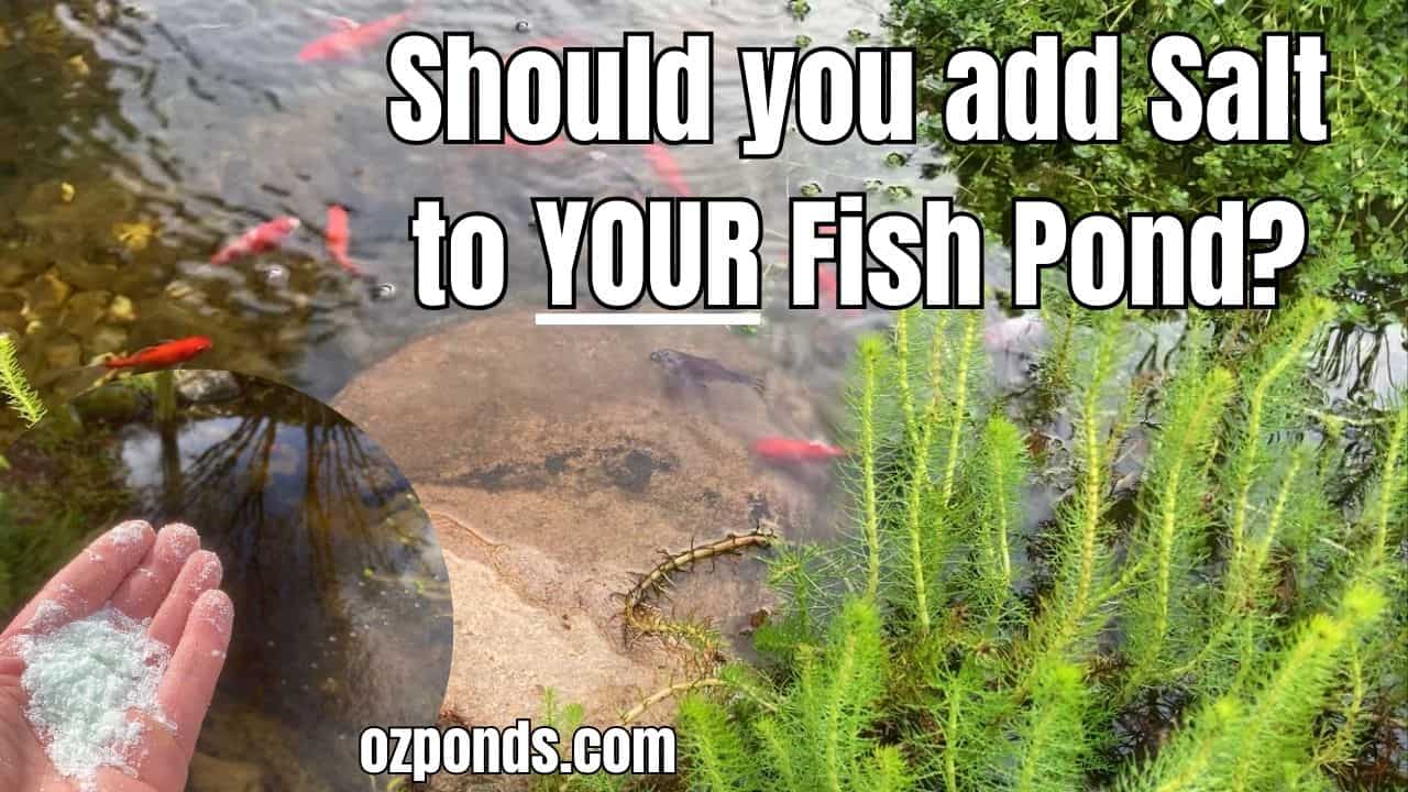 Should you add Salt to Your Fish Pond