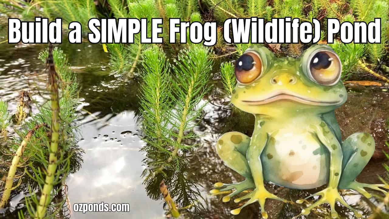 How to DIY wildlife frog pond