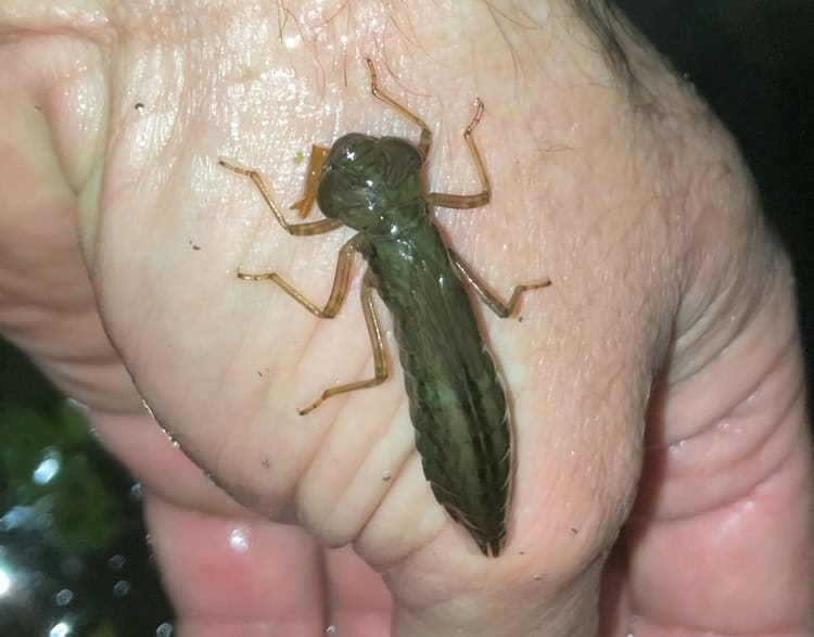 Dragonfly nymph in one of my ponds