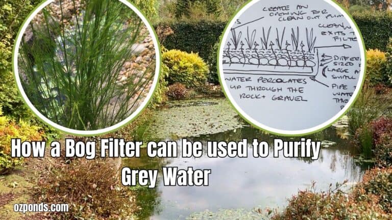 How to Use a Bog Filter to Process Greywater: My Experience with a ...