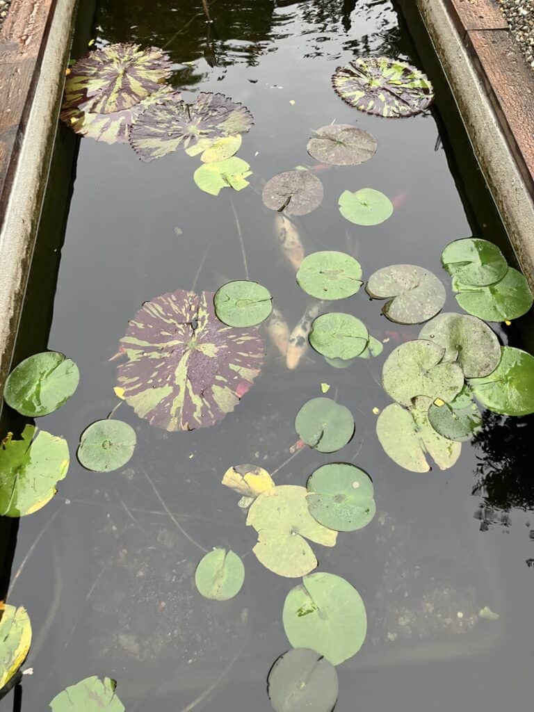 Pond cleared up after adding bog filter