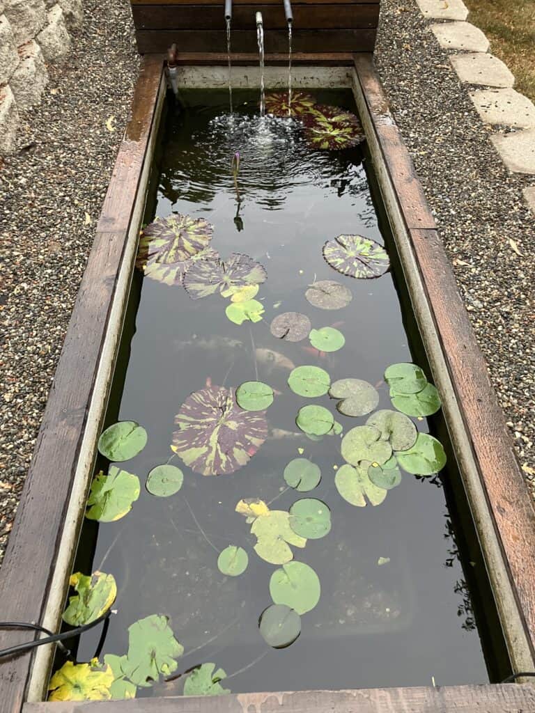 Pond cleared up after adding bog filter