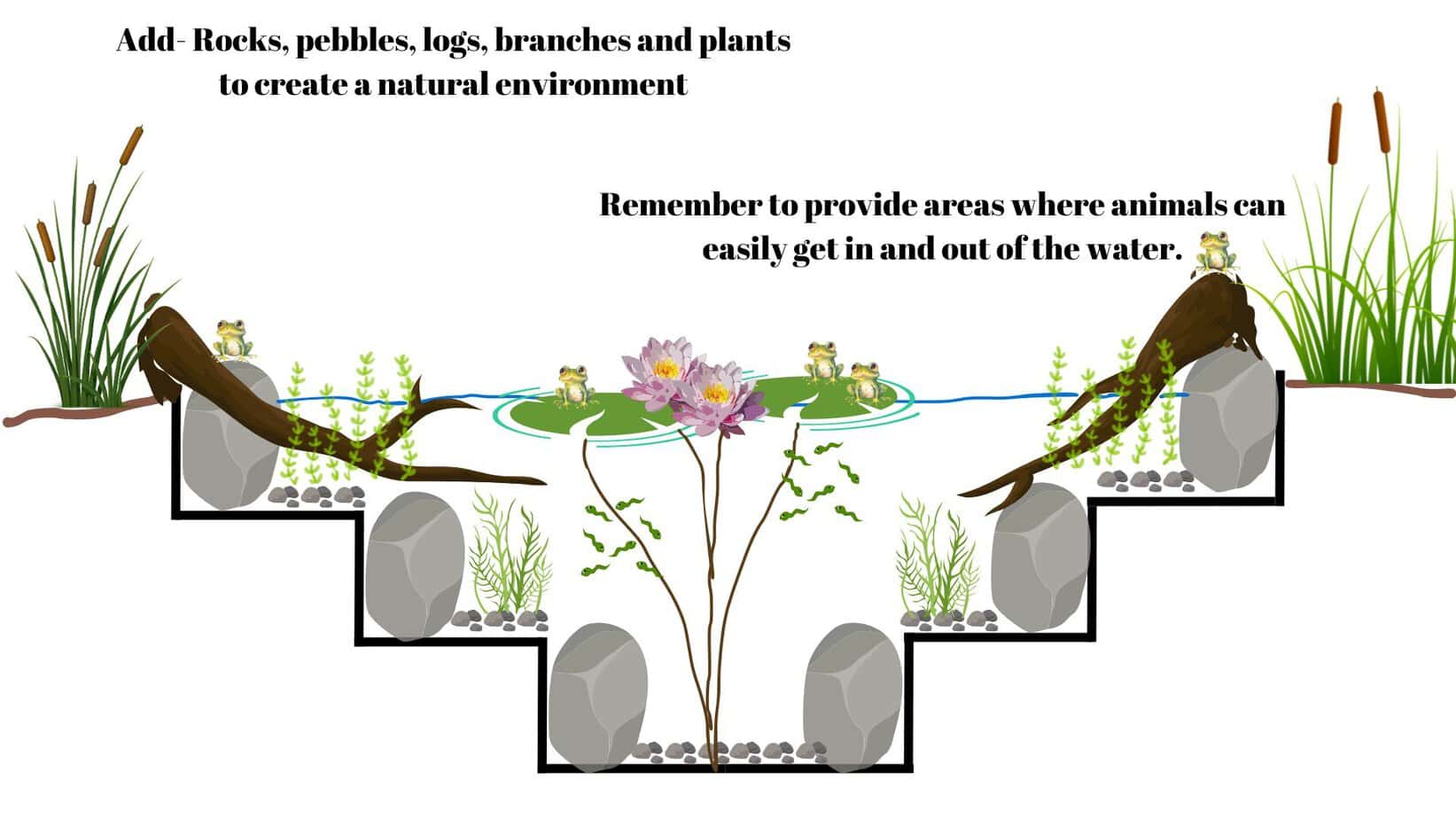 How to Build a Budget-Friendly Wildlife Pond: A Guide to Attracting ...