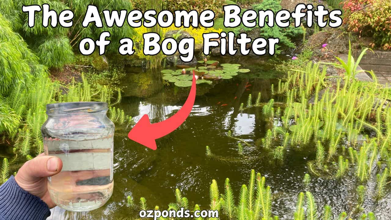 Awesome benefits of a bog filter