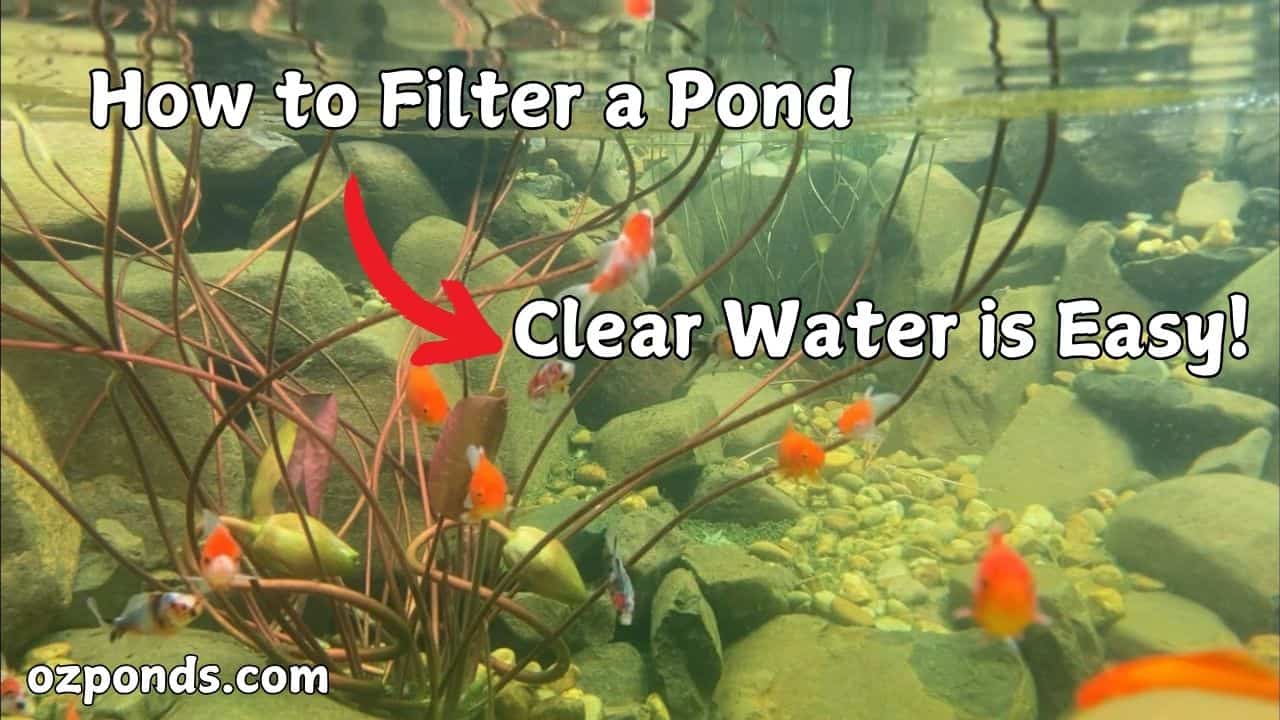 How to Filter a Pond