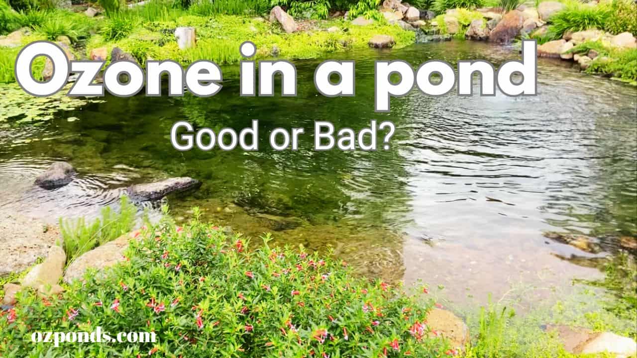 Ozone in a pond