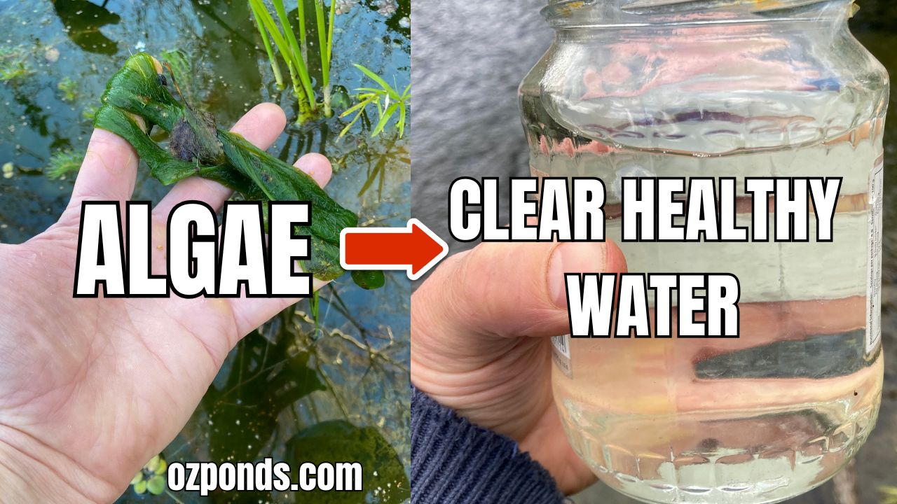 Benefits of algae in a pond