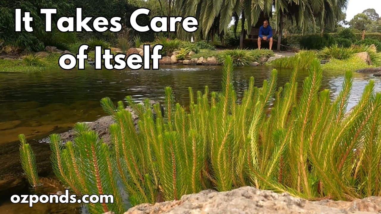 Natural looking unique DIY pond