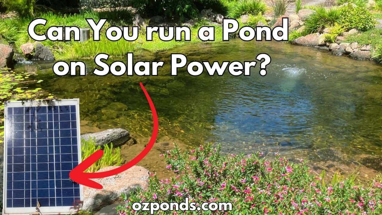 Can You run a Pond on Solar Power