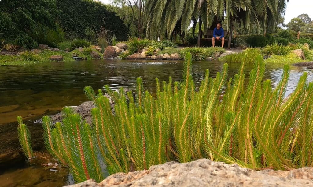 Sitting by my pond