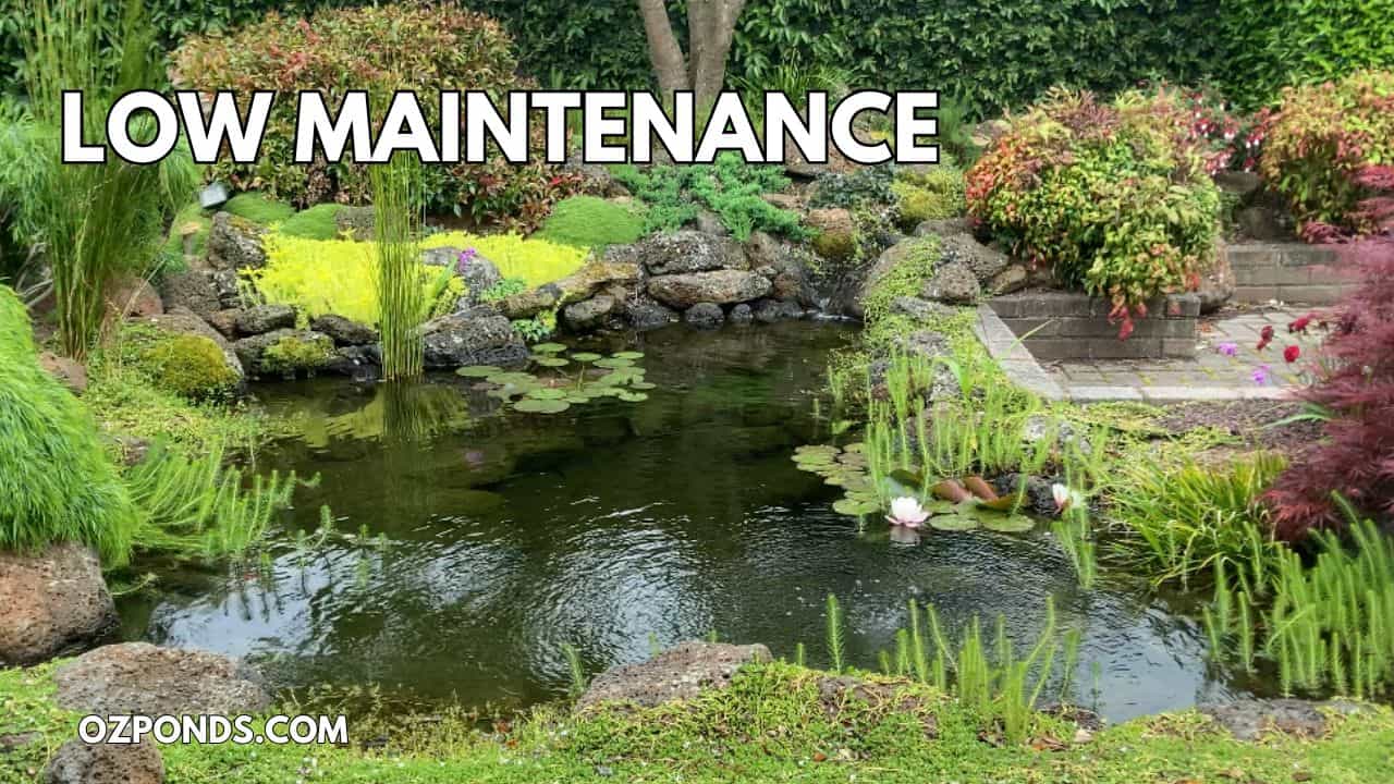 My pond summer maintenance routine