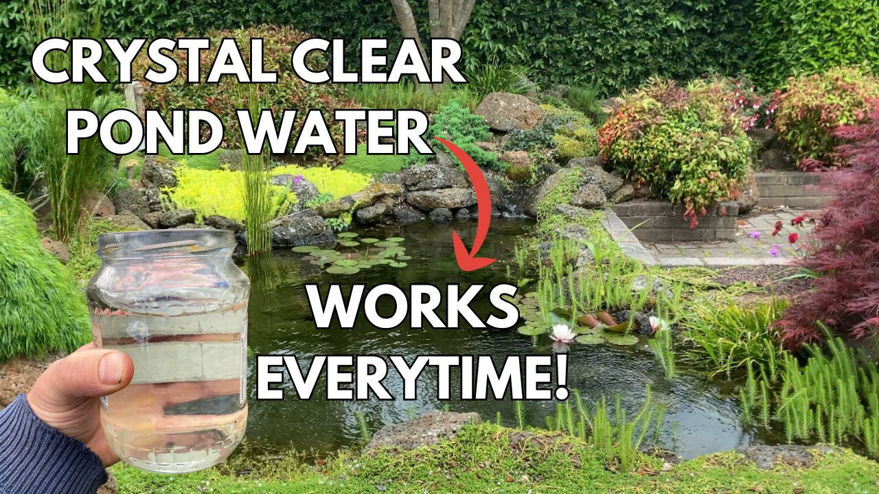 Quick guide to a crystal clear pond