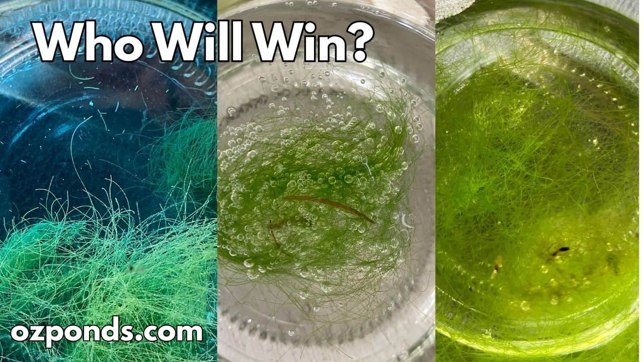 Testing algae treatments