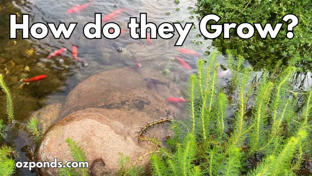 How I plant my pond plants